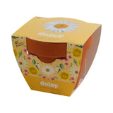 Classic 3.3 in. Terracotta Daisy Grow Kit – Indoor Gift