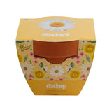 Classic 3.3 in. Terracotta Daisy Grow Kit – Indoor Gift