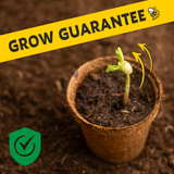 Pollinator Classic Terracotta Aster Grow Kit – Indoor Gift