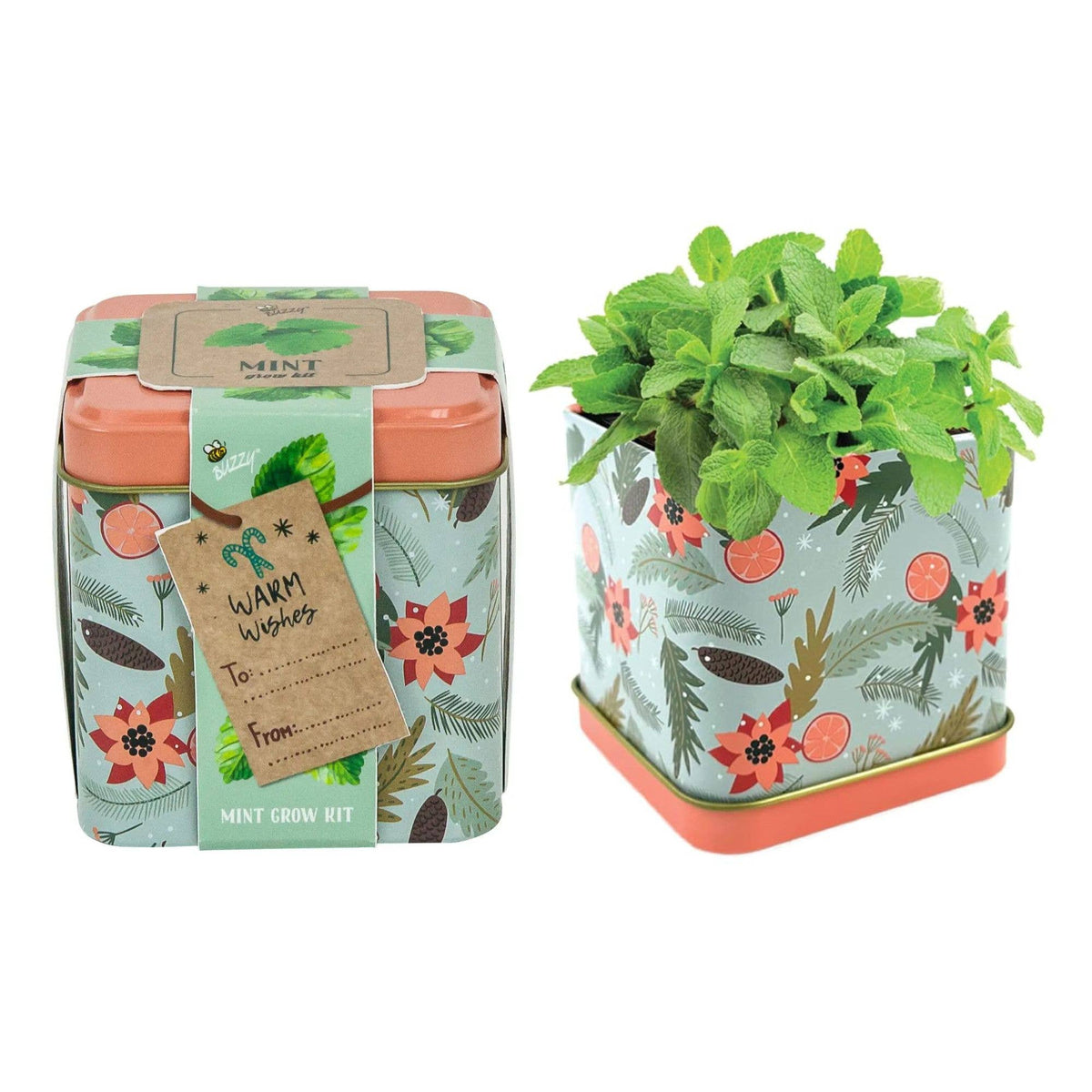 Holiday Mint Grow Kit
