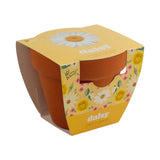 Classic 3.3 in. Terracotta Daisy Grow Kit – Indoor Gift