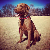 Love Is Project - LOVE Pet Collar - Red Love Is Project