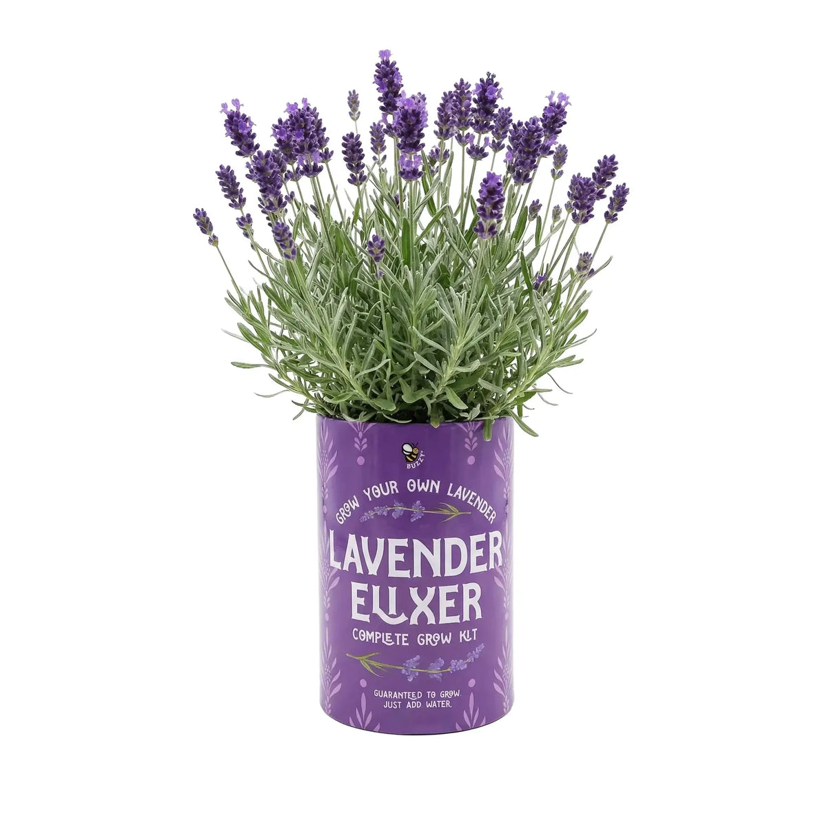 Seeds Grow Gifts - Soda Can Flower Grow Kit | Lavender, Daisy & Pansy | Sold Individually