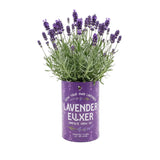 Seeds Grow Gifts - Soda Can Flower Grow Kit | Lavender Daisy Pansy | Garden Set