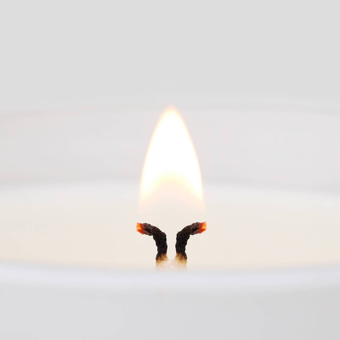 Pecan Pie Candle: White 7.5oz