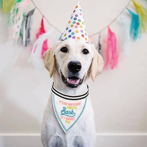 Santa Barbara Design Studio by Creative Brands - Pet Bandana - It's My Birthday And I'll Bark If I Want To Santa Barbara Design Studio by Creative Brands