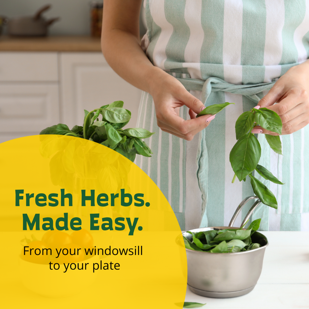 Classic Organic Basil Grow Kit