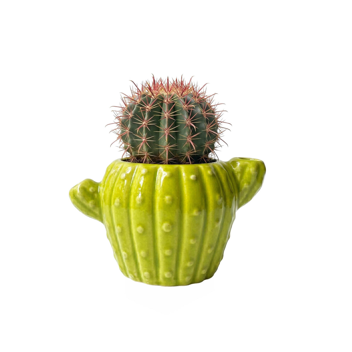 Classic Cactus Grow Kit