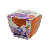 Pollinator Classic Terracotta Aster Grow Kit – Indoor Gift