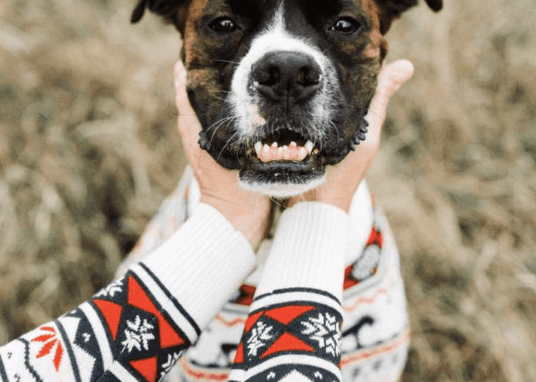 Dog Sweater, Yukon freeshipping - Kindred & Crew